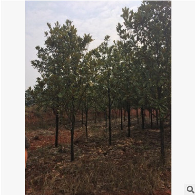 直銷風景廣玉蘭樹精品園林綠化景觀8至20公分葉茂易活玉蘭樹苗