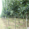 大量批發西府海棠 行道工程綠化用西府海棠樹