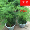 【基地直供】室內盆栽花卉 盆栽植物 觀賞花卉 文竹
