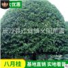 桂花樹 苗圃供應湖南10公分高桿桂花樹 庭院別墅綠化四季桂花苗