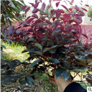 苗圃供應紅繼木毛球1M 綠化工程苗木紅花繼木球 園林常綠灌木