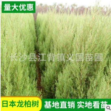 塔柏基地種植供應 園林公路綠化苗木 四季常綠喬木塔柏龍柏樹