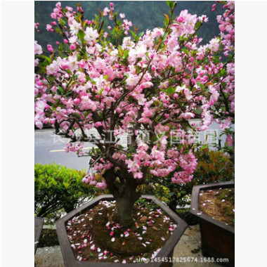 基地西湖海棠批發 西府海棠海棠樹垂絲海棠嫁接海棠 綠化風景樹