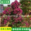 基地供應三角梅 盆栽樁景三角梅 綠化觀賞造型三角梅批發