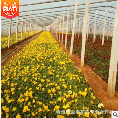 園林風(fēng)景綠化景觀時(shí)令花卉草花量大從優(yōu) 宿根花卉