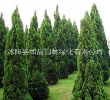 四季青墓地松塔柏樹苗松樹苗松柏側柏檜柏柏樹蜀檜寶塔松龍柏苗