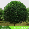 桂林安清苗木供應精品18-20公分桂花樹 大桂花樹