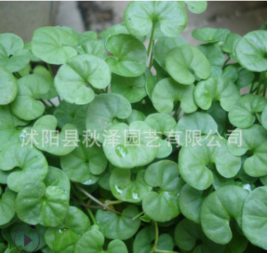 批發(fā)優(yōu)質(zhì)馬蹄金種子銅錢草種子草坪牧草種子馬蹄金種子量大優(yōu)惠