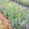 批發(fā)優(yōu)質(zhì)雪松小苗寶塔松喜馬拉雅山雪松香柏小苗雪松樹苗