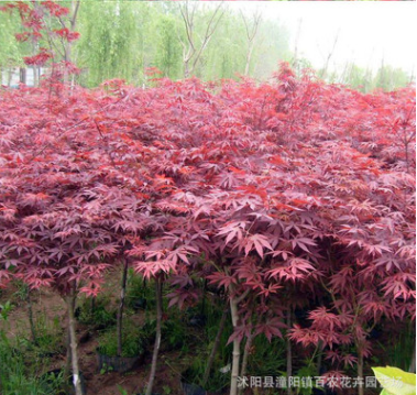 批發日本紅楓樹苗 紅楓嫁接苗 紅楓小苗 基地直銷盆栽花卉