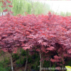 批發日本紅楓樹苗 紅楓嫁接苗 紅楓小苗 基地直銷盆栽花卉