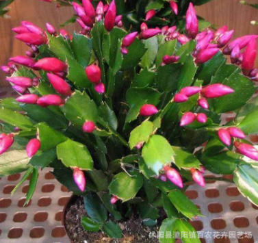 批發 室內多肉植物 蟹爪蘭盆栽 大苗有根 當年開花 蟹爪蓮