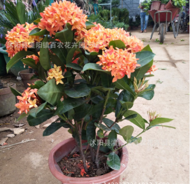 八仙花批發繡球花苗變色盆栽花卉庭院盆栽地栽無盡夏繡球當年開花