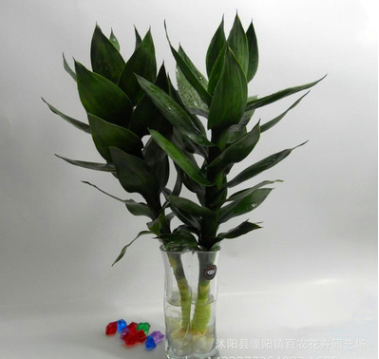 批發 水培植物 觀音竹 桌面擺放 四季常青蓮花竹 凈化空氣防輻射