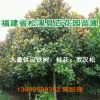 【基地直銷】廣玉蘭 蘇鐵 羅漢松 桂花 綠化苗木