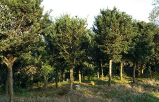 【基地直銷】 楠木 羅漢松 鐵樹 桂花 紅豆杉