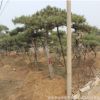 基地專業(yè)供應(yīng)景松 泰山迎客松 松樹造型 迎客松價(jià)格