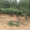 基地專業(yè)供應(yīng)泰山景松 樹形美觀 造型獨(dú)特 造型油松 量大優(yōu)惠