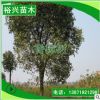 香樟 香樟樹 小葉香樟 25cm香樟 25公分香樟 湖北香樟 香樟樹苗