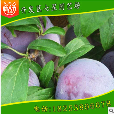 長(zhǎng)期出售優(yōu)質(zhì)安哥諾李李子苗 好成活 易管理規(guī)格全長(zhǎng)期出售中