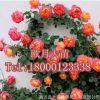 自產自銷批發歐洲月季地栽盆栽大苗庭院綠植綠化苗藤本薔薇玫瑰苗