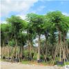 鳳凰木福建產地直銷 富麗堂皇工程綠化苗直供 規格齊全