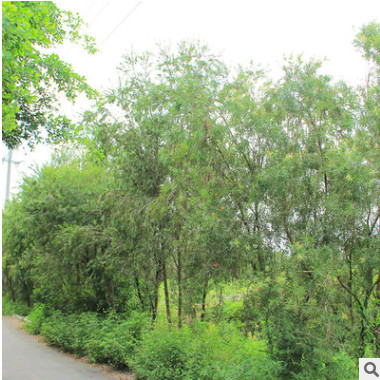 福建串錢(qián)柳、綠植批發(fā) 廠家直銷(xiāo)行道庭院園林景觀綠化工程 福建串錢(qián)柳、綠植批發(fā) 廠家直銷(xiāo)行道庭院園林景觀綠化工程