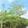 產地直銷 樹形美觀各種規格美麗異木棉 美人樹批發