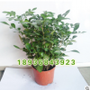 供應室內盆栽植物 九里香 小盆景 香氣怡人 室內觀賞九里香盆栽