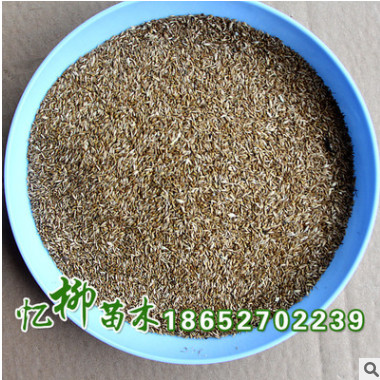 供應(yīng)結(jié)縷草種子 草坪 保證質(zhì)量 草坪苗 結(jié)縷草護(hù)坡草坪 量大從優(yōu)