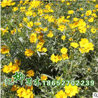 大花金雞菊 草本花卉種子 金雞菊種子 觀賞植物 園藝花卉