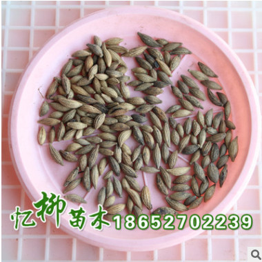 批發桂花樹種子四季桂花種子花卉種子 發芽率高 品種全 量大從優