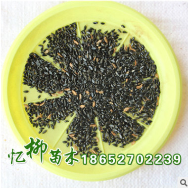 批發優質瓜子黃楊（好）種子 小葉黃楊 發芽率高 質量保證