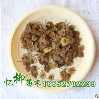 產地批發金錢槭種子 金錢樹種子 金錢松種子 林木種子 發芽率高