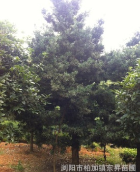 湖南苗木基地供應15公分羅漢松，20公分羅漢松，羅漢松小苗。