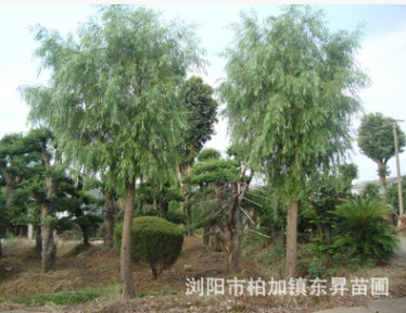 優價批發供應綠化苗木——垂柳 金絲垂柳 各種規格齊全 歡迎訂購