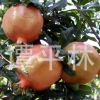 高產(chǎn)甜石榴苗 高成活率水果樹苗 庭院果樹種苗 石榴苗批發(fā)
