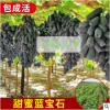 供應(yīng) 不論品種葡萄苗 占地苗 廠家直供