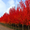 日本紅楓苗批發 園林工程綠化苗木 紅楓嫁接樹苗 喬木 紅楓小苗