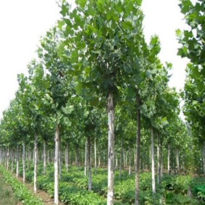 道路工程綠化用叢生元寶楓 耐寒耐旱叢生元寶楓 各種規格