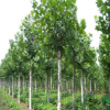 道路工程綠化用叢生元寶楓 耐寒耐旱叢生元寶楓 各種規格