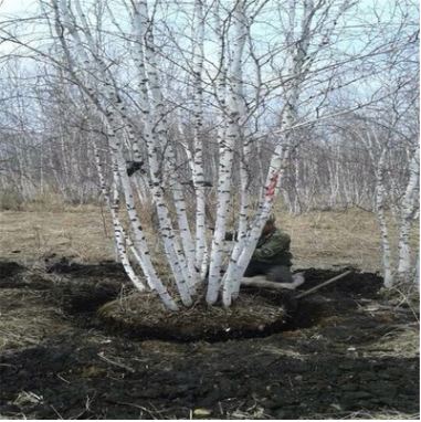 優(yōu)質(zhì)白樺樹叢生白樺 白樺樹價(jià)格東北白樺白樺小苗