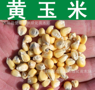 蔬菜種子 農作物 黃玉米種子 水果玉米 甜黃玉米種子 黃糯玉米