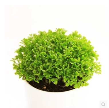 微型蕨類植物盆栽小多肉 幸福草 情人草盆栽綠地珊瑚蕨