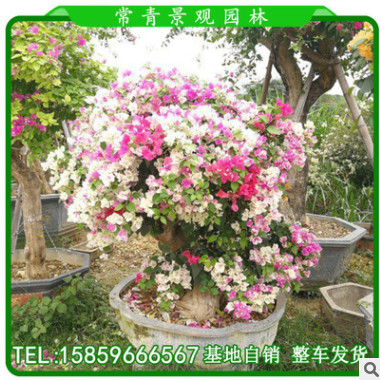 三角梅樁景 蝴蝶蘭三角梅 櫻花三角梅大量批發