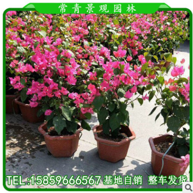 三角梅盆栽 紅色三角梅 規格齊全 福建基地直銷