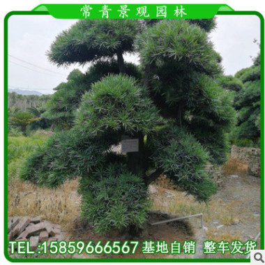 羅漢松盆景 造型羅漢松 原生羅漢松 羅漢松造型 福建基地直銷