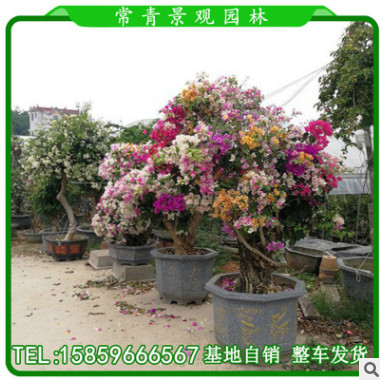 多花三角梅 鴛鴦雙色三角梅 多規格供應 福建基地直銷