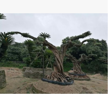 進口歐洲橄欖樹大型花園公司門口路邊裝修大氣上檔次