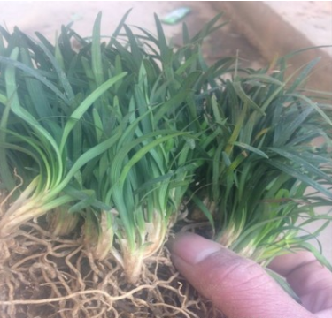 批發(fā) 正宗日本矮麥冬草 玉龍草 四季常青長不高 耐踐踏的玉龍